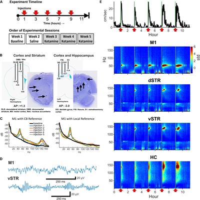 Ten-Hour Exposure to Low-Dose Ketamine Enhances Corticostriatal Cross-Frequency Coupling and Hippocampal Broad-Band Gamma Oscillations